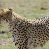 Gepard, Masai Mara